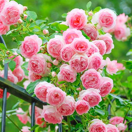 Rosa trepadeira Pink Cloud, root ball - Plântulas: Ilość w opakowaniu: 1 plant