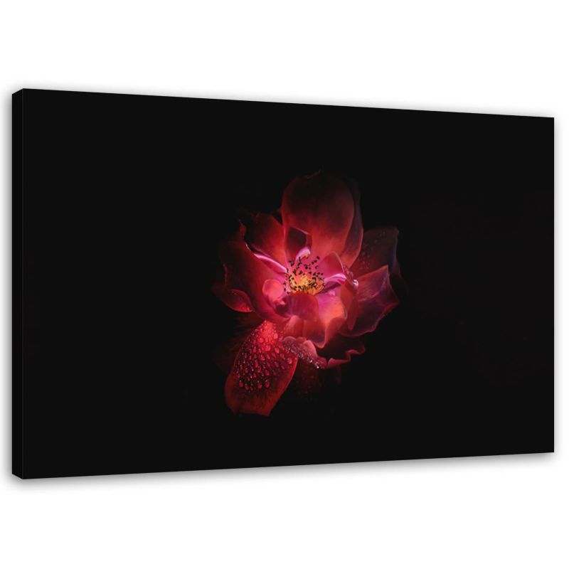 Obraz Feeby Nocny kwiat 120x80cm 1szt