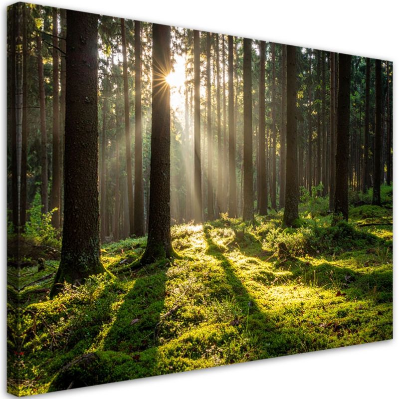 Obraz do salonu sypialni biura Feeby Las drzewa wschód słońca 90x60cm 1szt