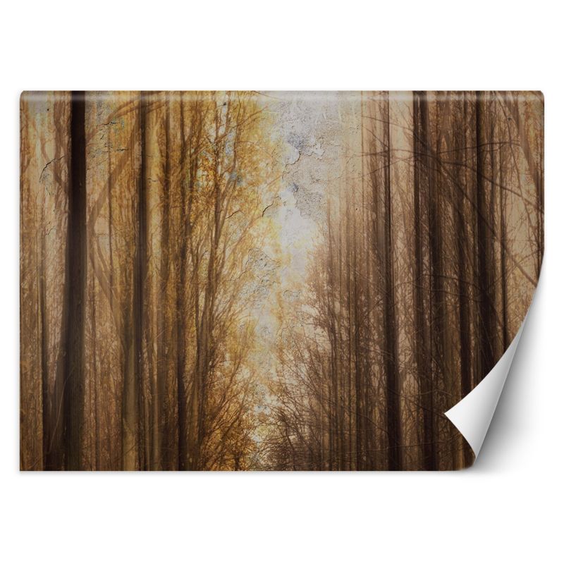 Fototapeta Feeby Jesień Las Drzewa 350x245 1 szt