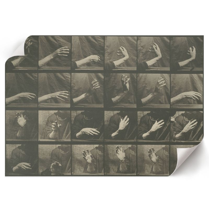 Plakat Dekoracyjny ArtPrintCave 84x59,5 cm Lokomocja zwierząt Eadweard Muybridge 1 szt.
