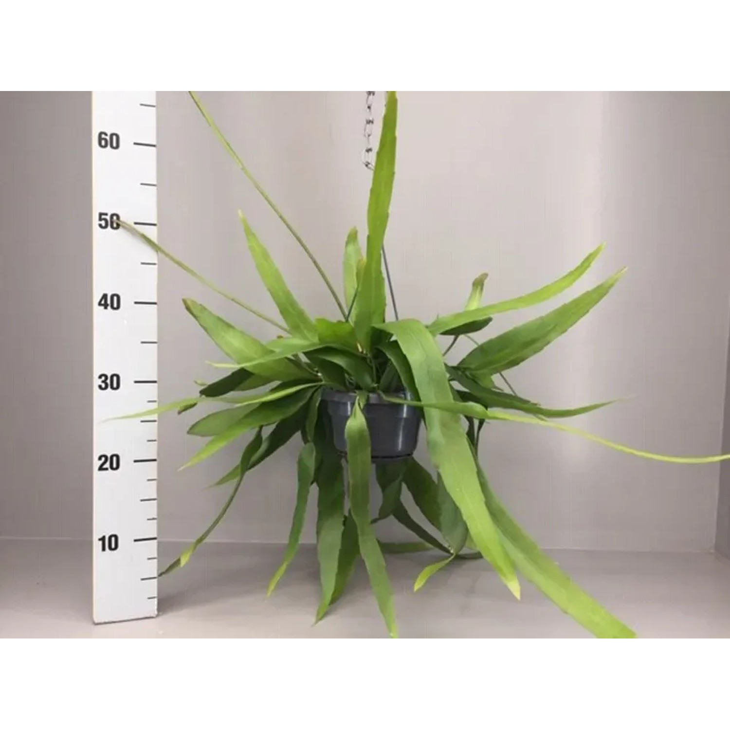 Epiphyllum pumilum wys. 20cm