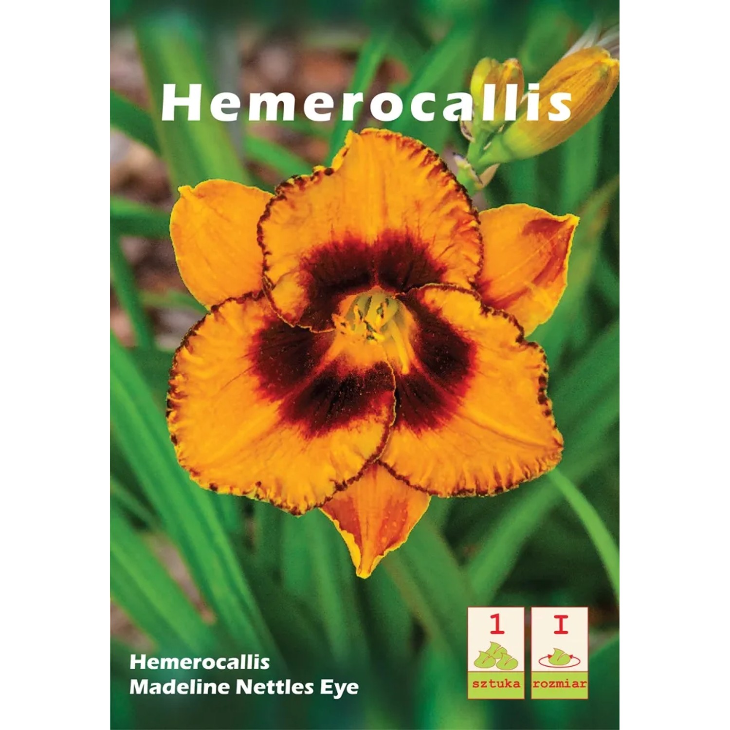 Liliowiec Hemerocallis Madeline Nettles Eye 1szt.