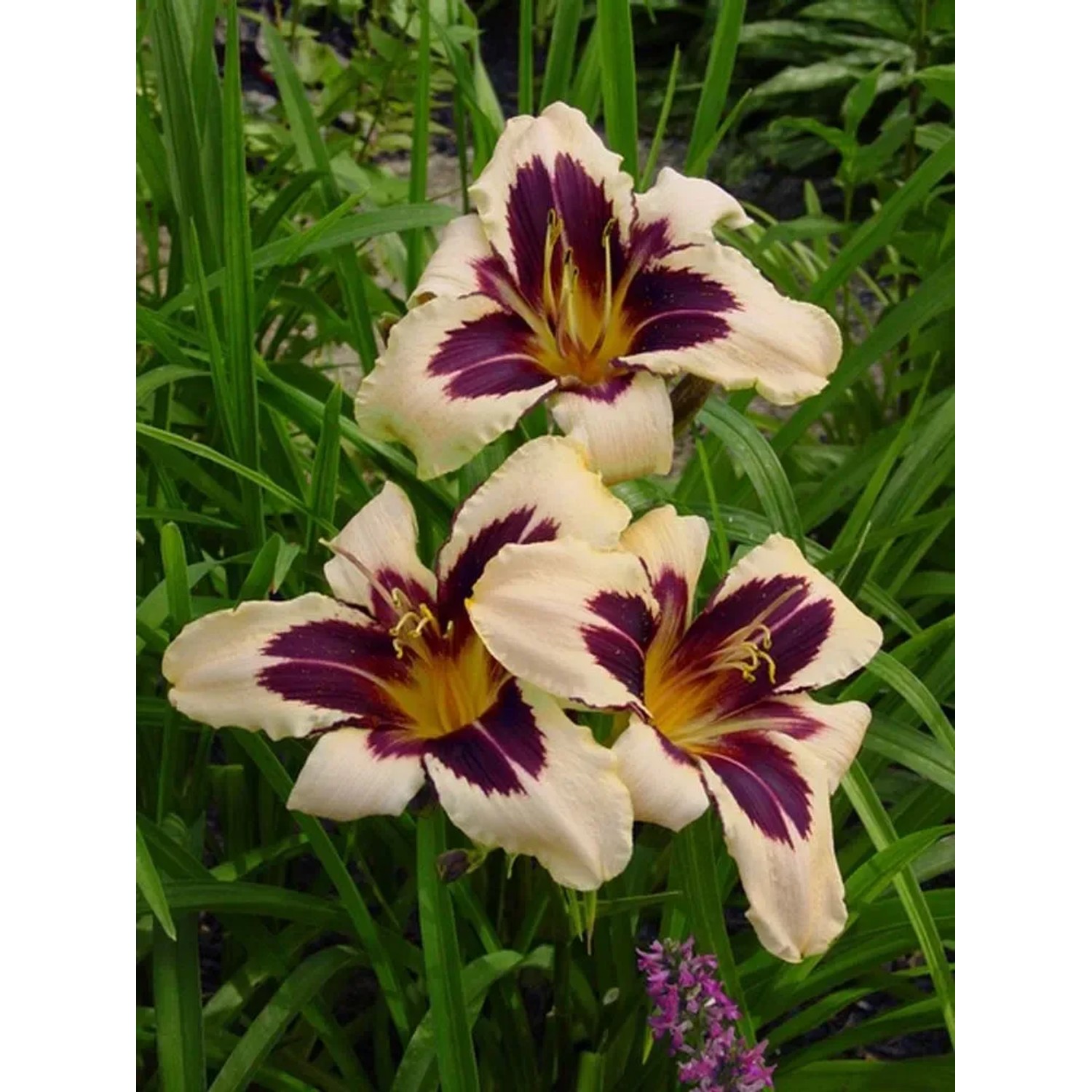 Liliowiec (Hemerocallis Wild Horses)