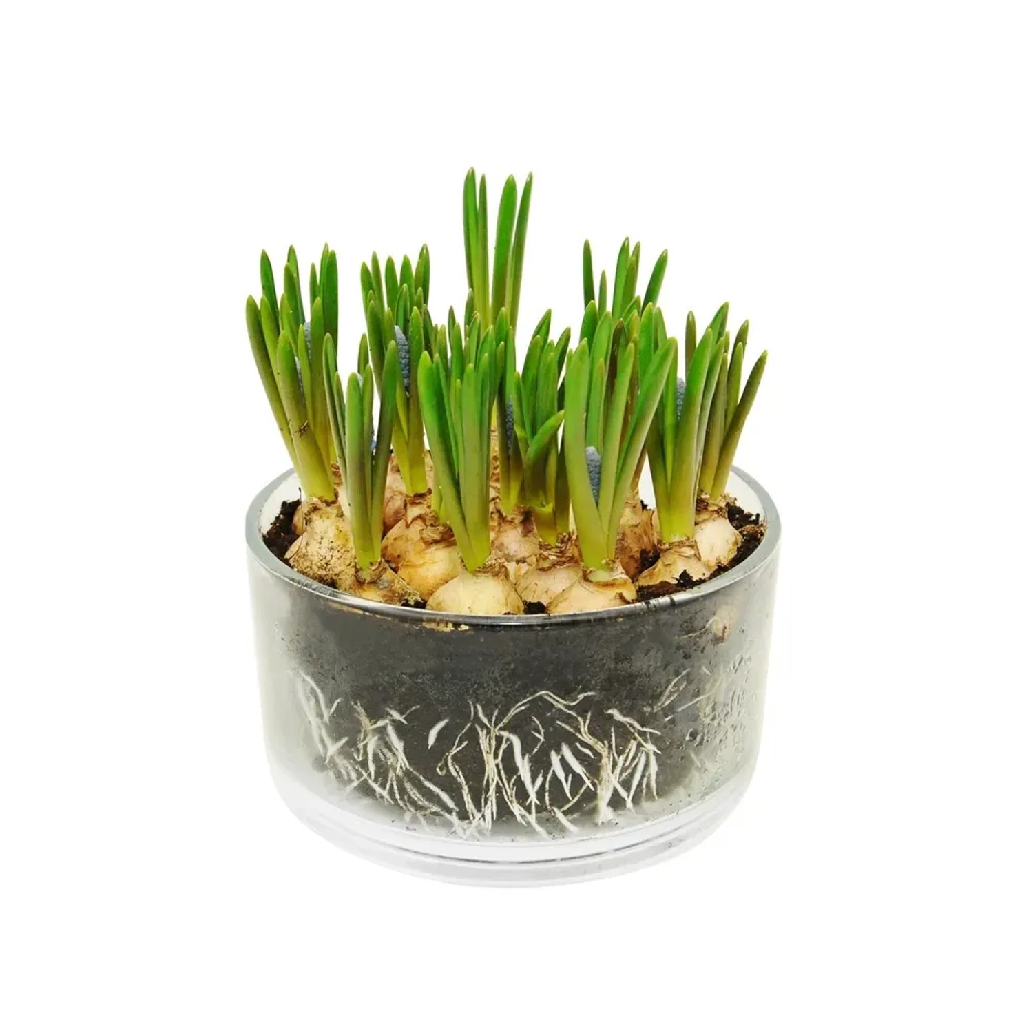 Szafirek (Muscari sp.) szklana patera - don. 15 cm