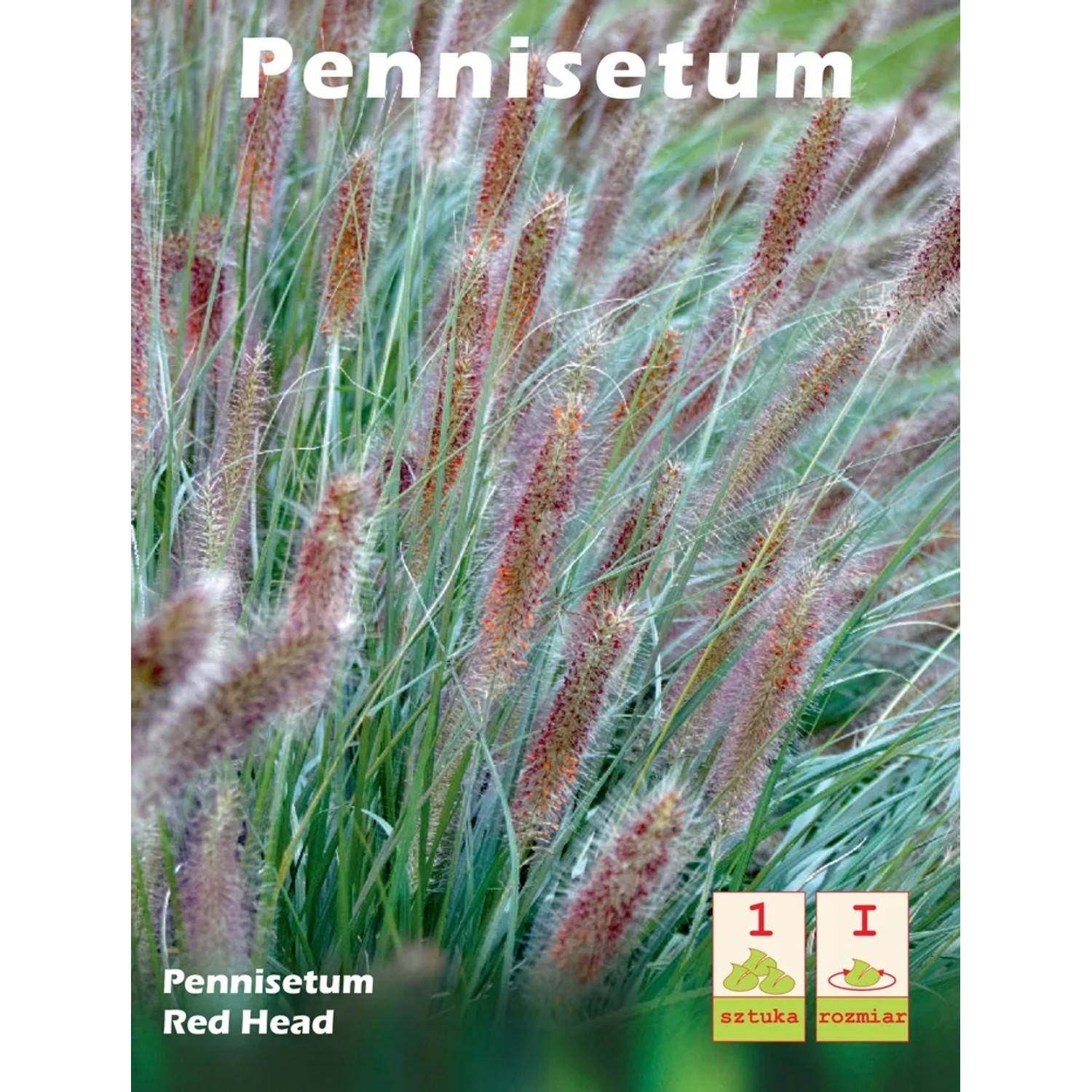 Pennisetum Red Head 1szt.