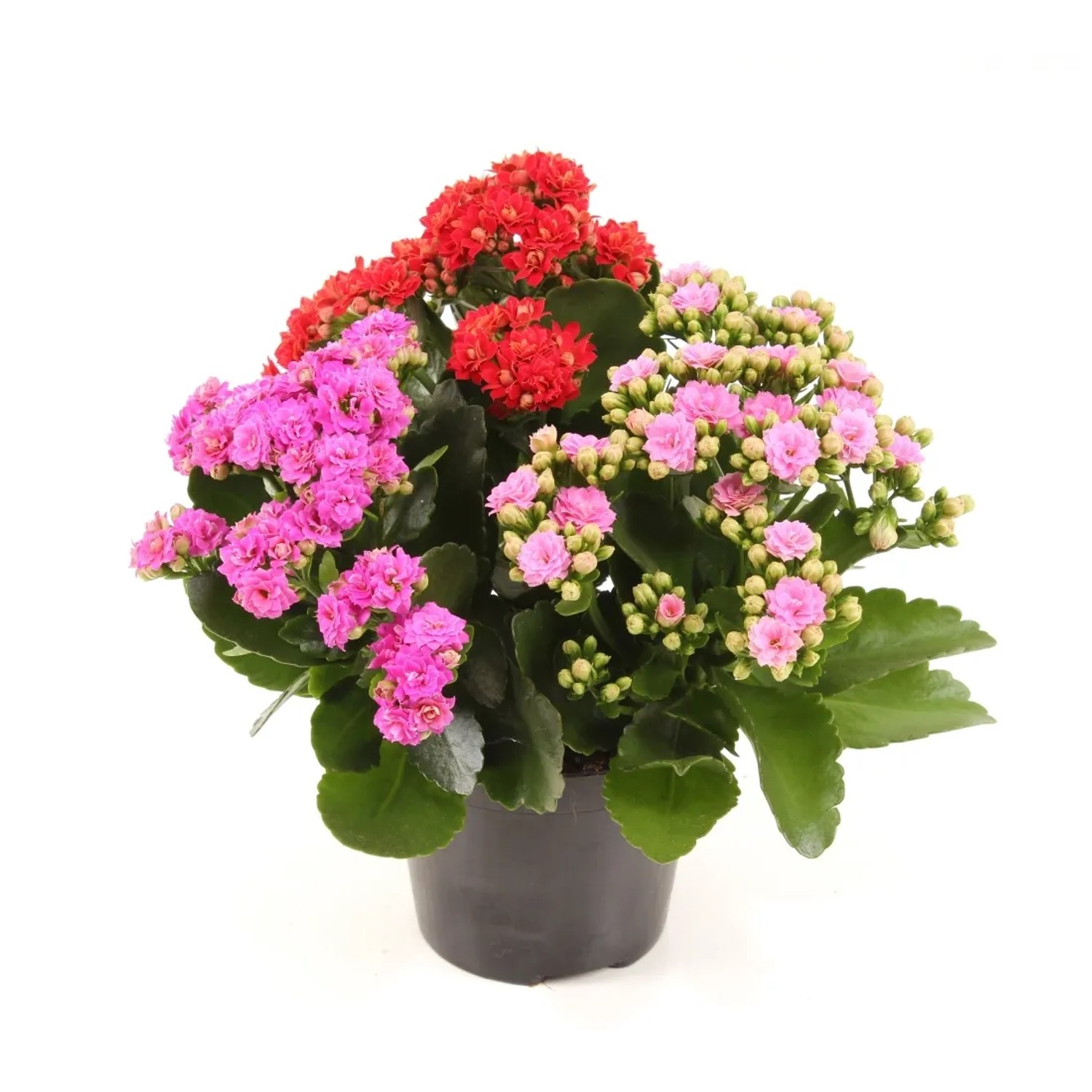 Żyworódka (Kalanchoe Tricolor - Calandiva) - don. 12 cm