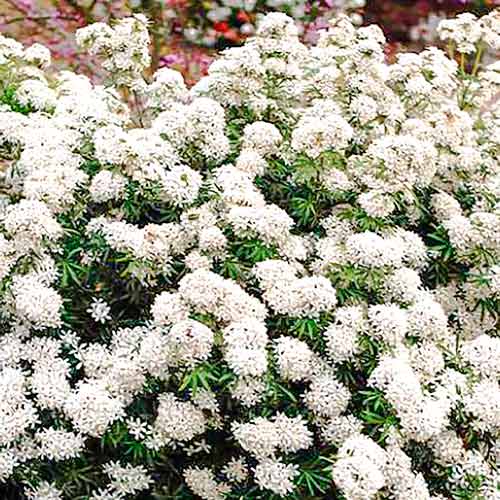 1 buc, Choisya ternata White Dazzler - Răsaduri: Mod de ambalare: 1 buc