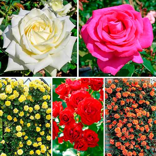 5 saz, Super nabídka! Sada růží Flower symphony, sada 5 sazenic - : Monžstvo balíkov: 5 saz