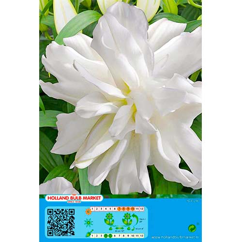1 cib, Ľalia orientálna Lotus Ice - : Monžstvo balíkov: 1 cib