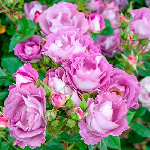 1 Pflanze(n), Strauchrose Rose Pacific Dream , C5 - Setzlinge: Ilość w opakowaniu: 1 Pflanze(n)