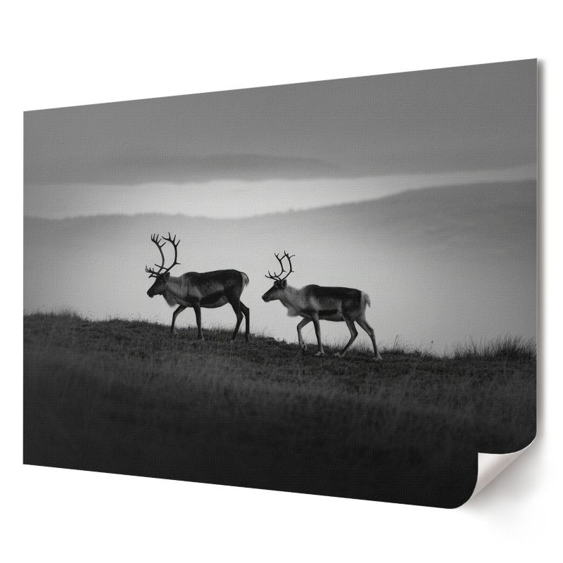 Plakat na ścianę Wallfluent Format A1 Renifery natura Artysta SoliN 1 szt.