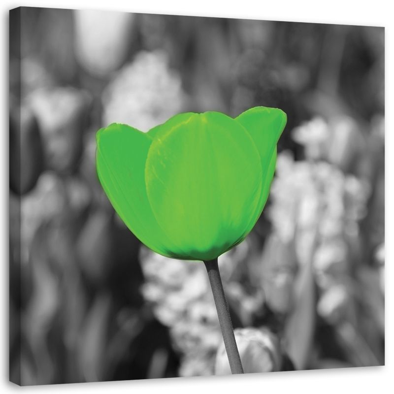 Obraz na płótnie Feeby Zielony tulipan na łące 20x20cm 1szt