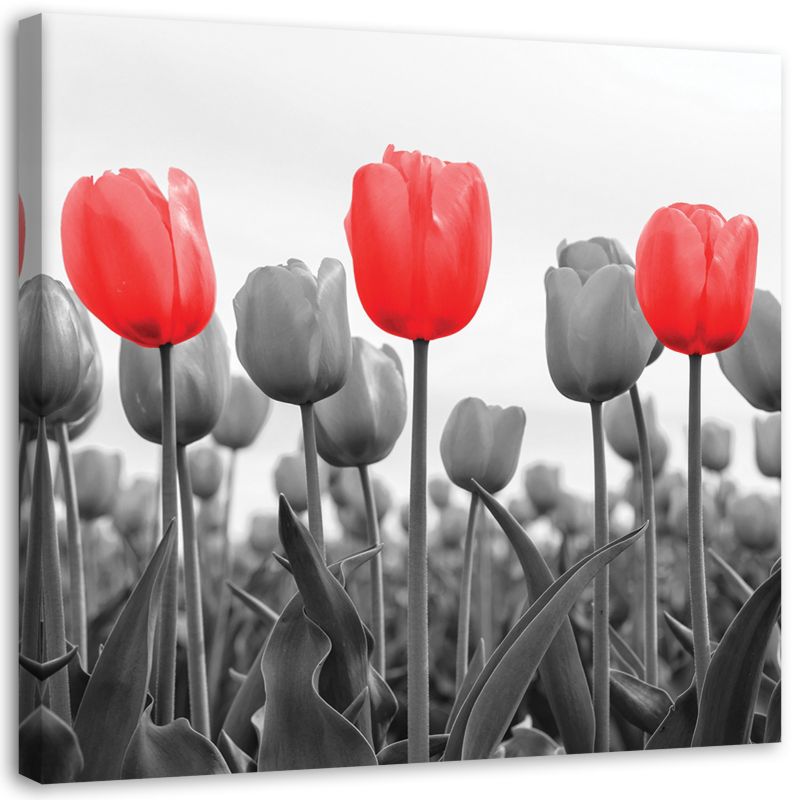 Obraz na płótnie Feeby Czerwone tulipany na łące 40x40cm 1szt