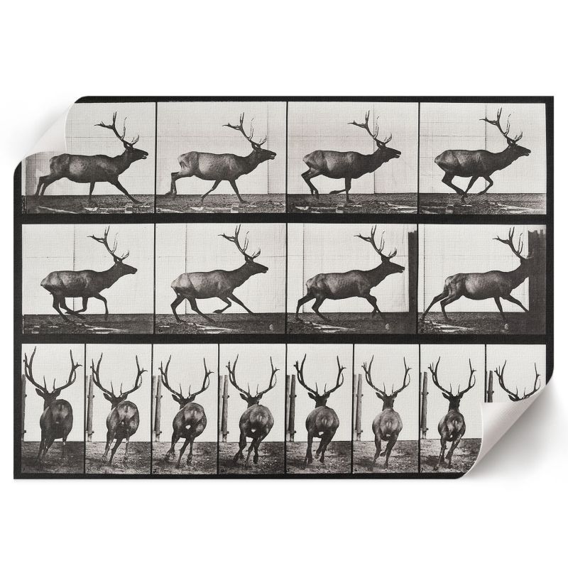 Plakat Ścienny ArtPrintCave 29,7x21 cm Lokomocja zwierząt Eadweard Muybridge 1 szt.