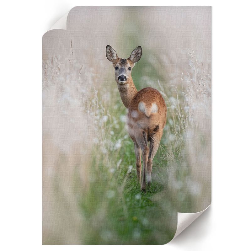 Plakat Do Salonu ArtPrintCave 21x29,7 cm Sarna natura ArTi 1 szt.