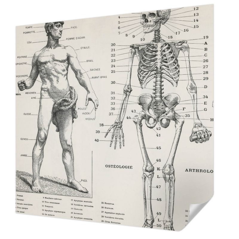 Fototapeta samoprzylepna Tulup 250x250 cm Klasyczna anatomia Tapeta Do Biura, Przedpokoju, Salonu 1 szt.
