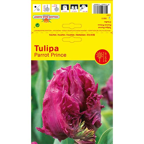 2 szt., Tulipan papuzi Parrot Prince - Cebule: Ilość w opakowaniu: 2 szt.