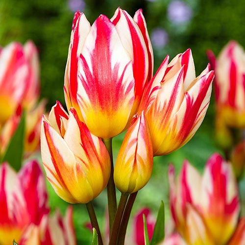 1 szt, Tulipan Tricolette - Cebule: Ilość w opakowaniu: 5 szt.
