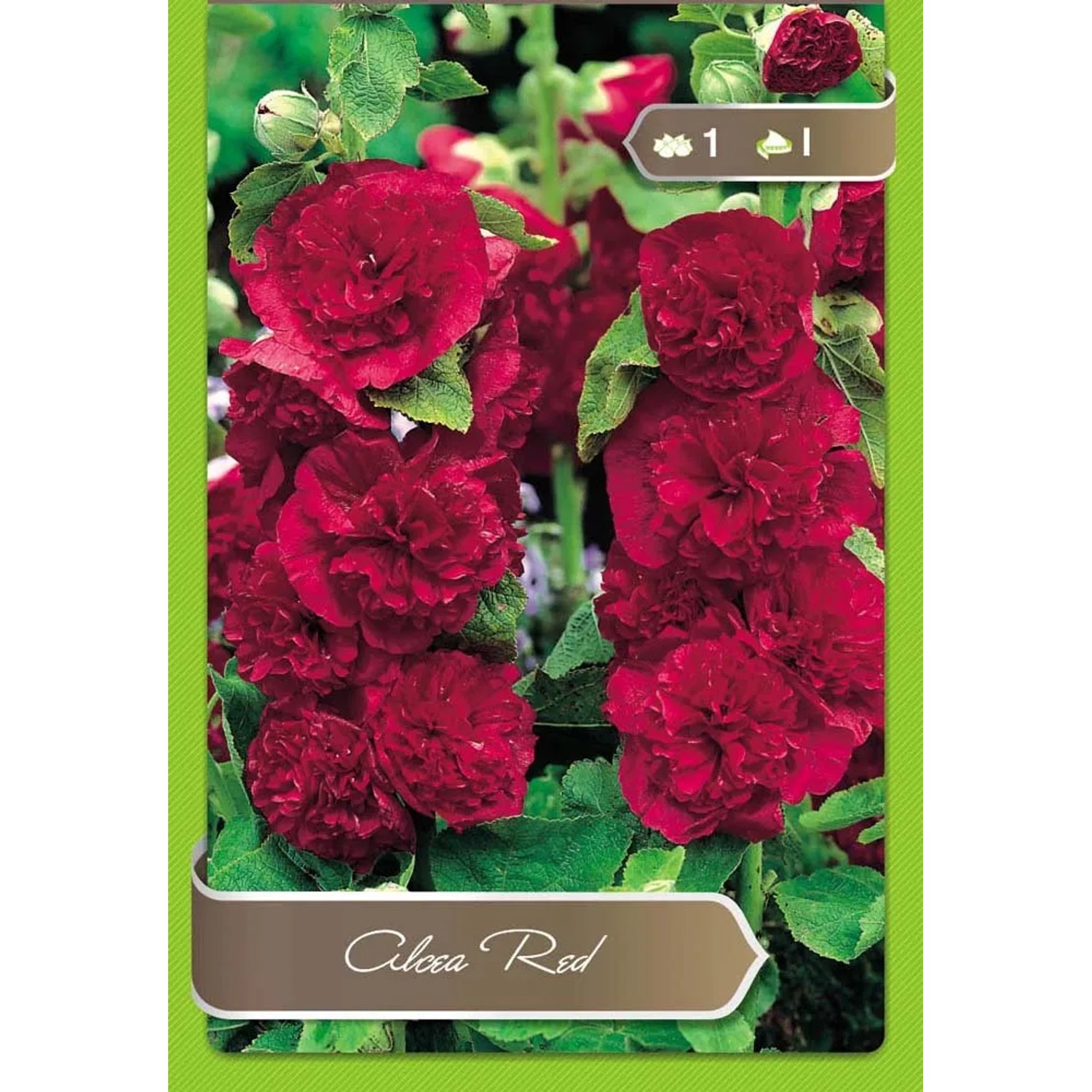 Malwa (Alcea Red)