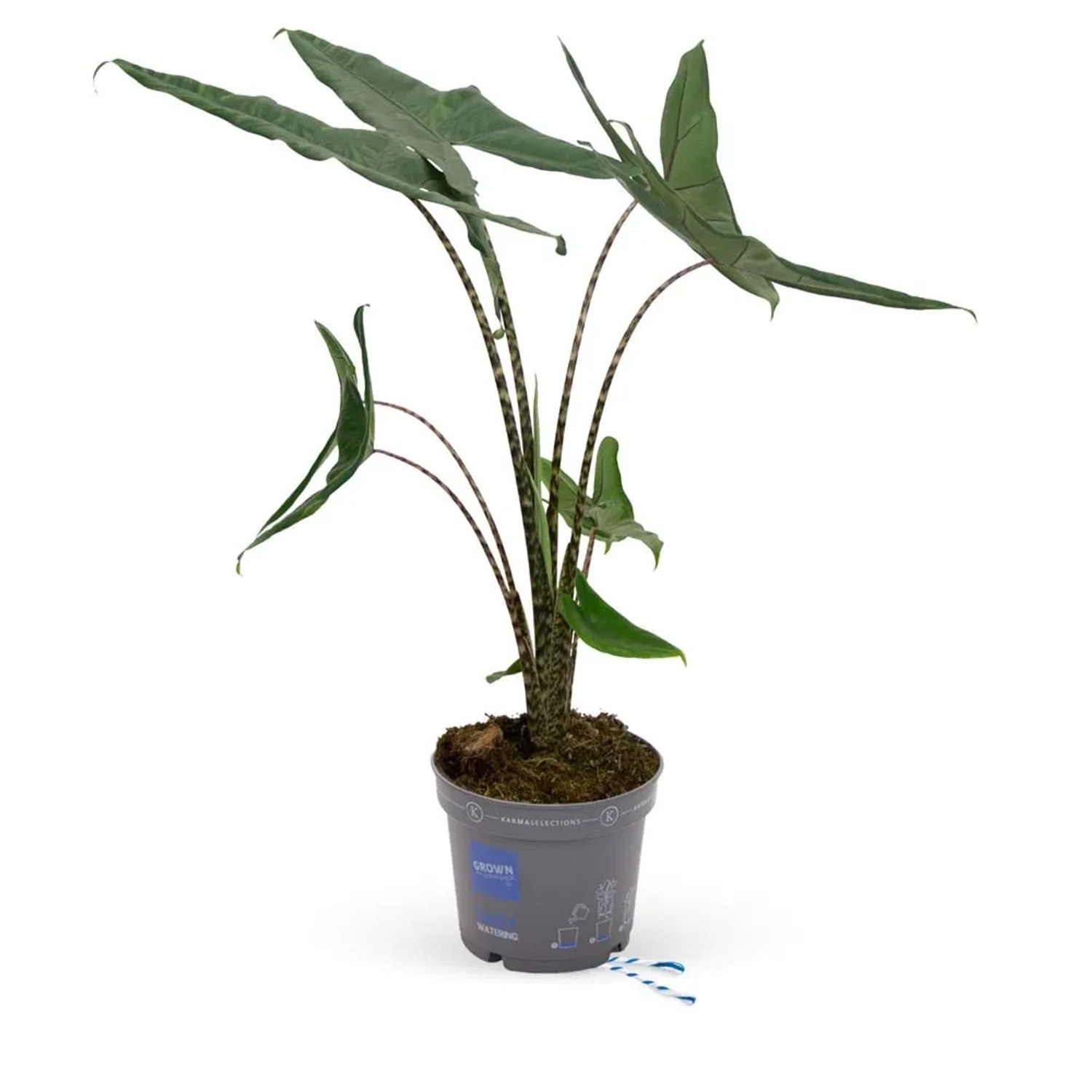 Alokazja (Alocasia Tigrina Superba) - don. 17 cm