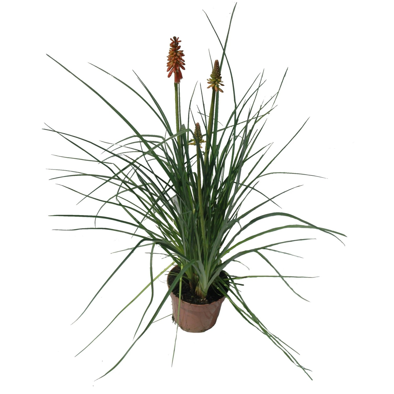 Trytoma groniasta (Kniphofia) wys. 30-40cm w don.17cm