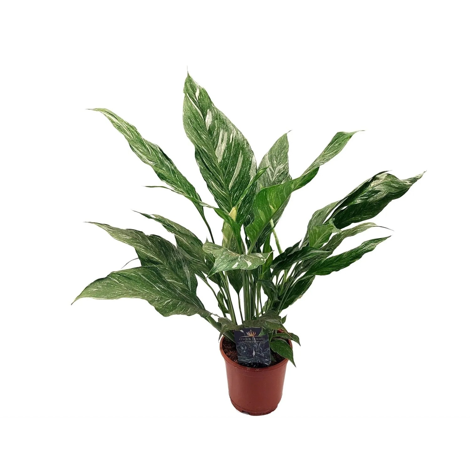 Skrzydłokwiat odmiana Diamond (Spathiphyllum) - don. 14 cm