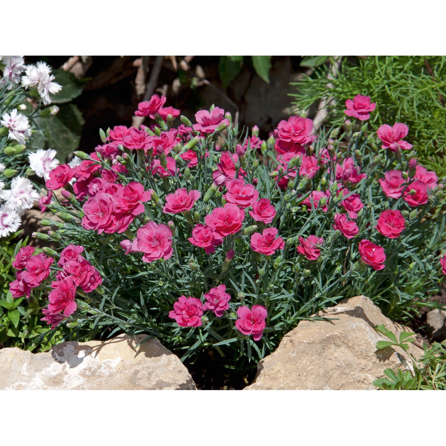 Goździk ogrodowy linia Diantica (Dianthus sp.)