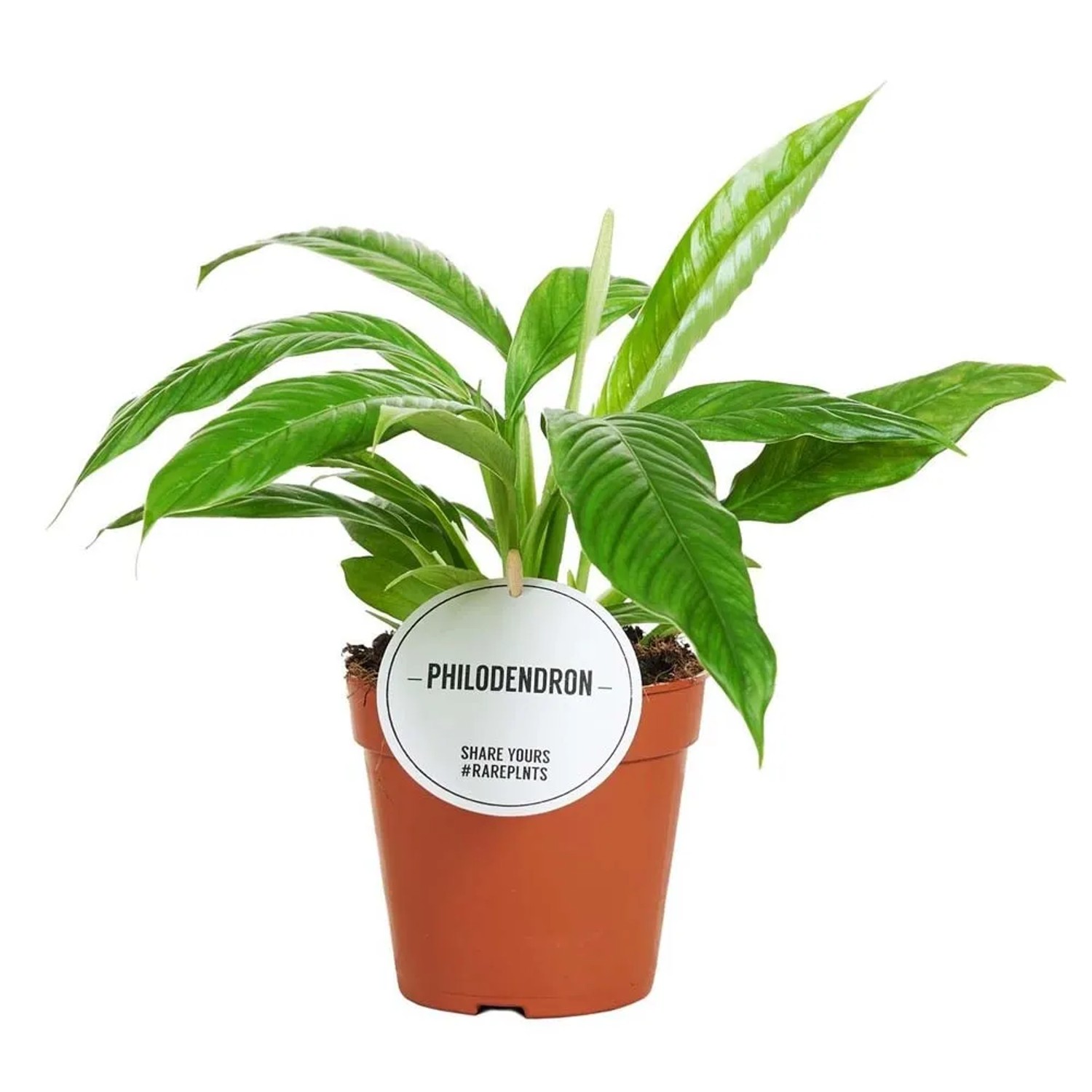 Filodendron (Philodendron) Campii - don. 12 cm