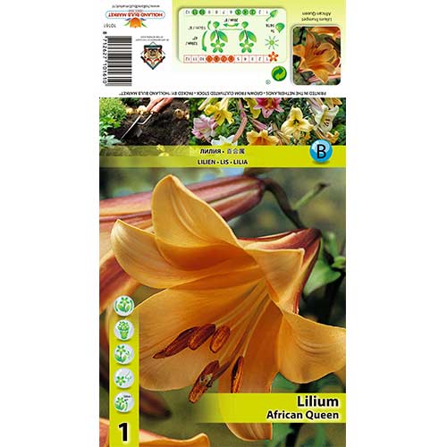 1 cib, Lilie tygrovaná African Queen - : Monžstvo balíkov: 1 cib