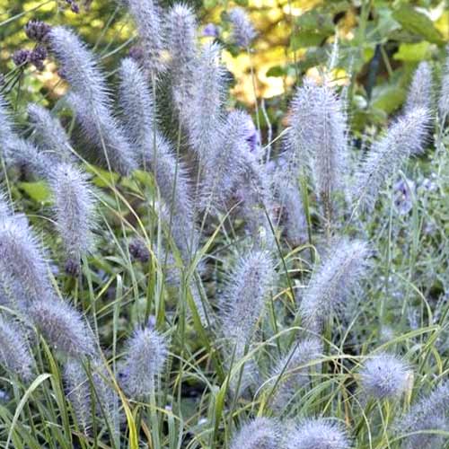 1 db, Tollborzfű (Pennisetum) Moudry, C3 - Palánták: Mod de ambalare: 1 db