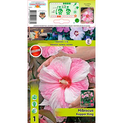 1 db, Hibiszkusz XXL Kopper King - Évelő: Mod de ambalare: 1 db