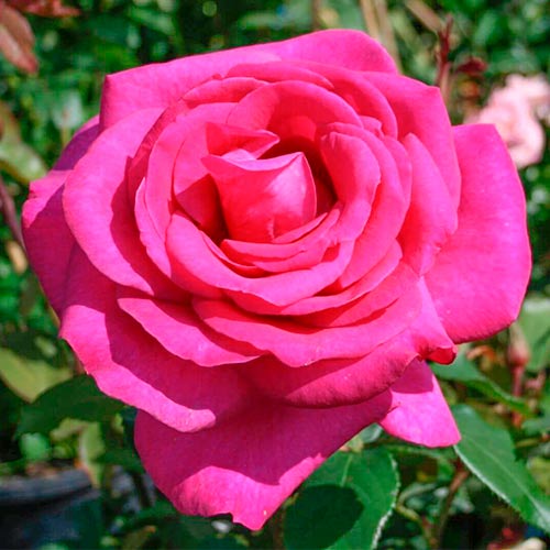 1 Pflanze(n), Edelrose Rosa Rose, root ball - Setzlinge: Ilość w opakowaniu: 1 Pflanze(n)