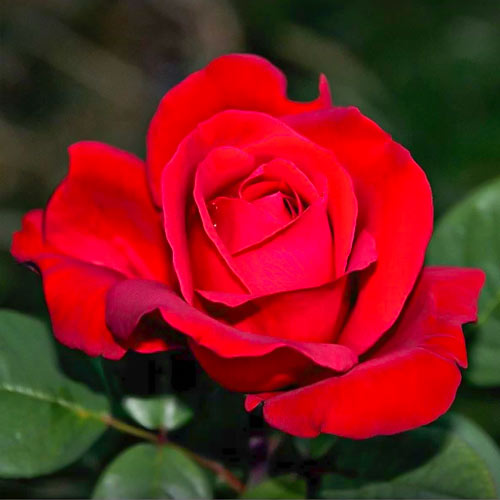 Rosa de flor grande Orange, C2 - Plántulas: Ilość w opakowaniu: 1 plantas