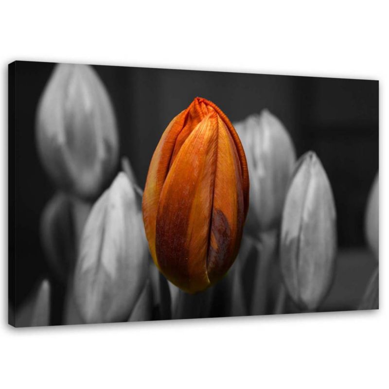 Obraz na płótnie Feeby Pomarańczowy tulipan 120x80cm 1szt