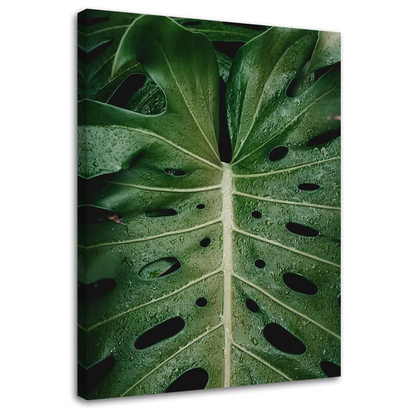 Obraz na płótnie Feeby Tropikalna monstera 40x60cm 1szt