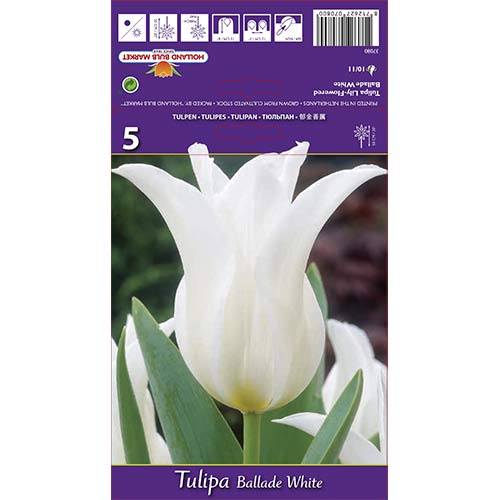 5 szt., Tulipan liliokształtny Ballade White - Cebule: Ilość w opakowaniu: 5 szt.