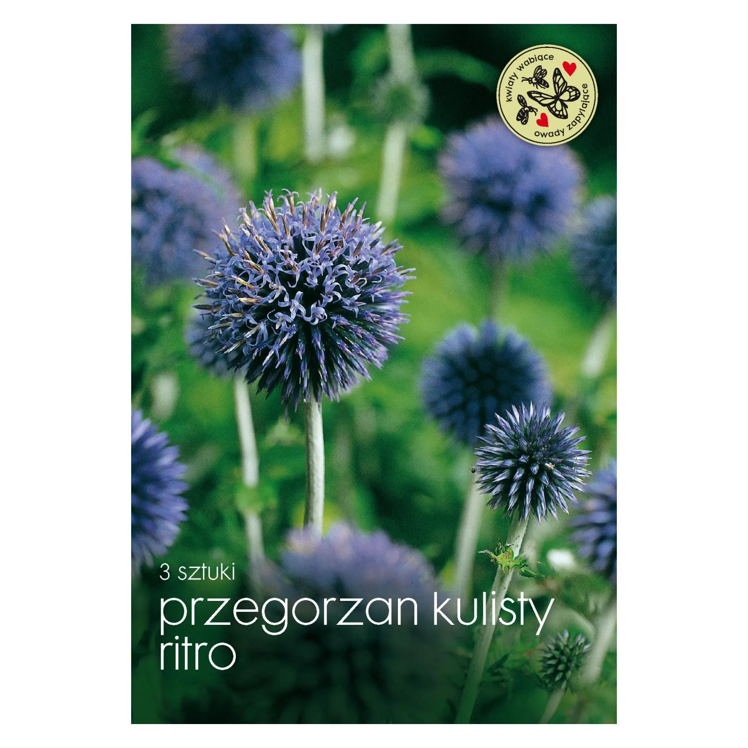 Przegorzan kulisty (Echinops ritro) - 3 szt.