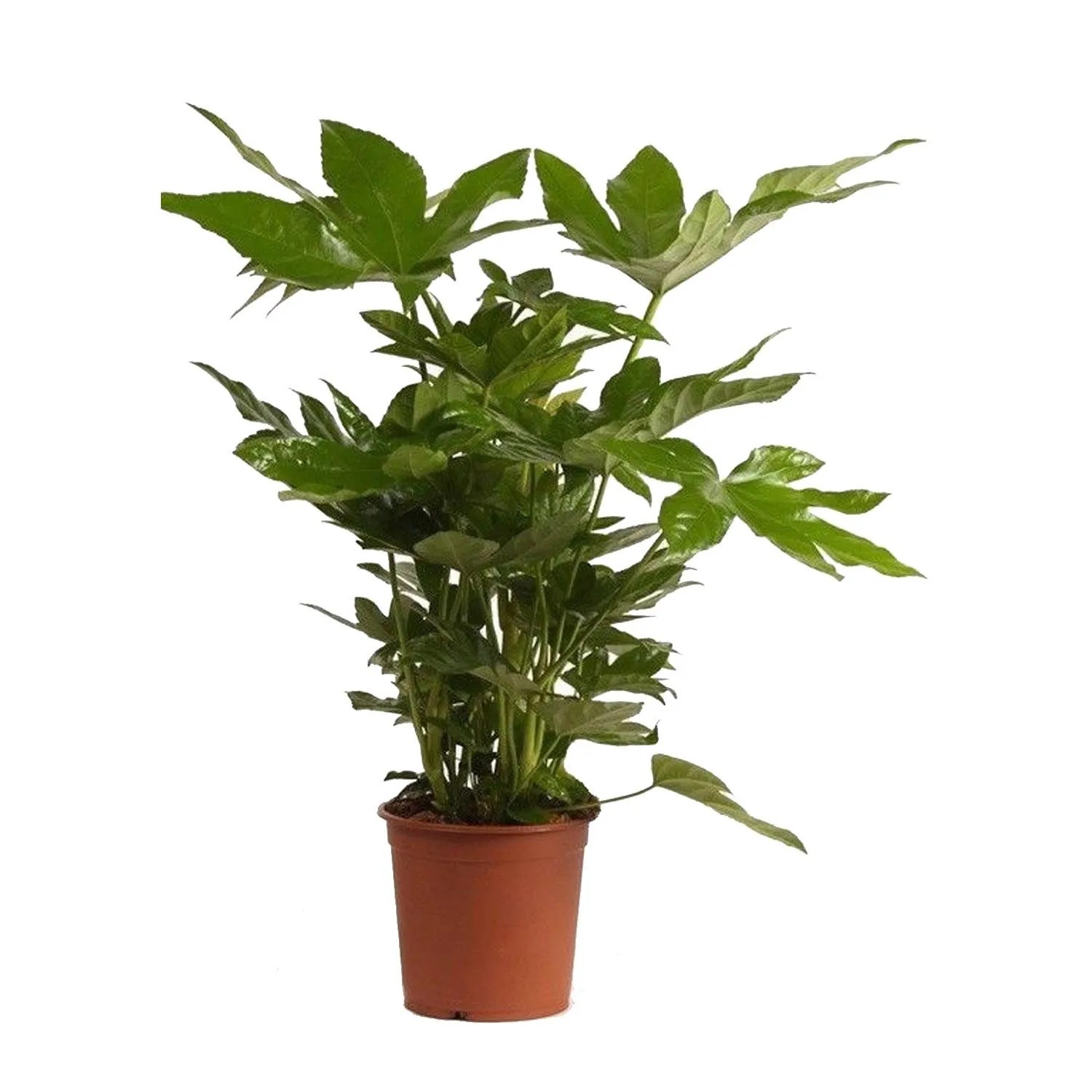 Fatsja japońska (Fatsia japonica) don. 17 cm