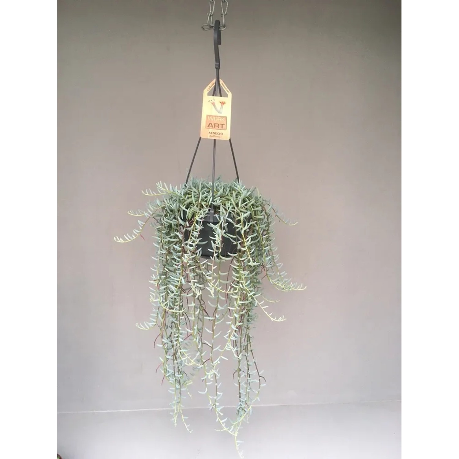 Senecio hallianus hanging don. 14cm