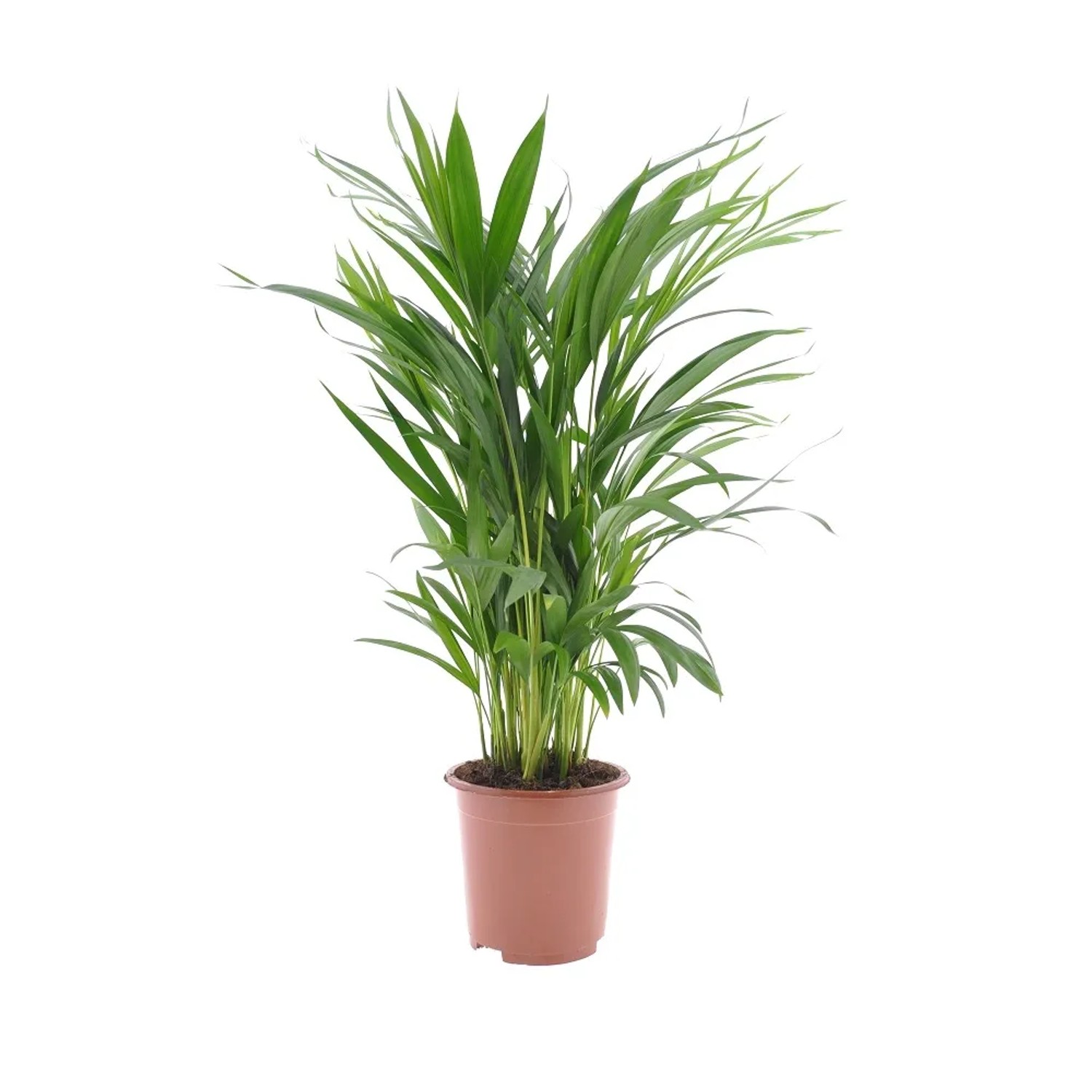Palma Areka (Areca Dypsis) wys. 60-70cm, don.17cm
