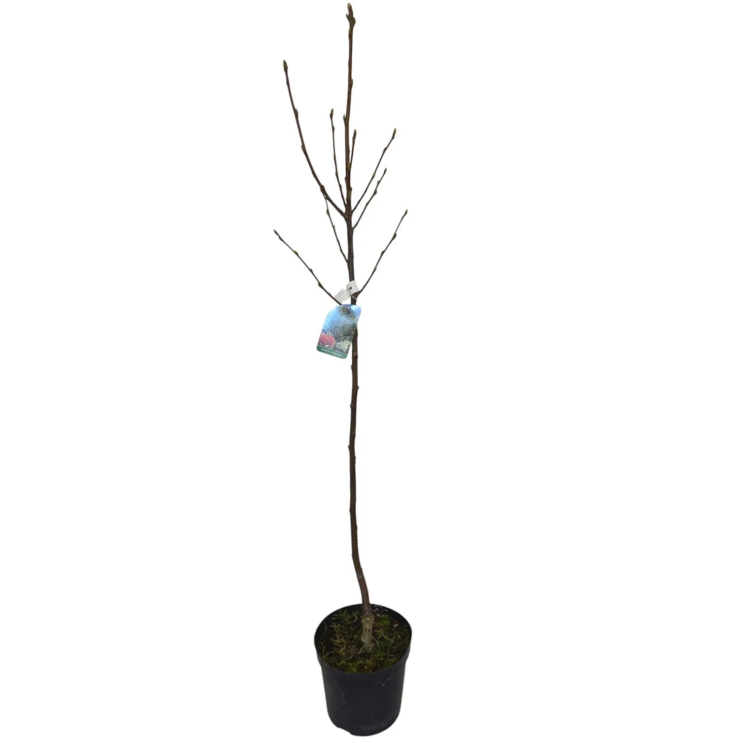 Jarząb szczepiony don. 5 l - wys. 170 cm