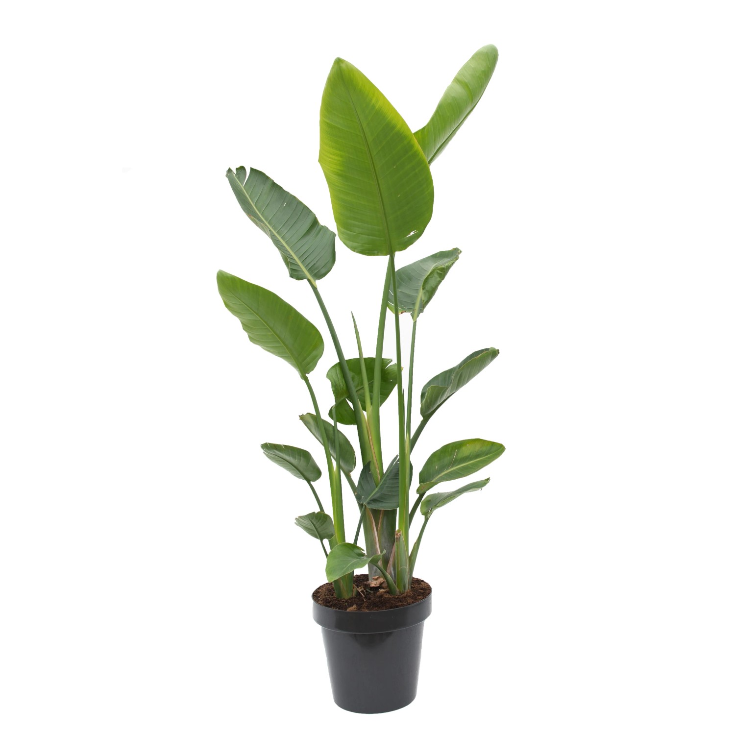 Strelicja królewska (Strelitzia reginae) - don. 9 l