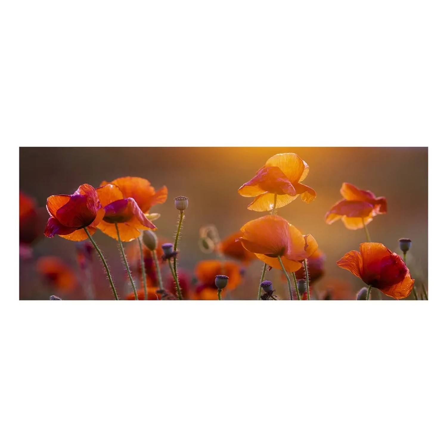 Obraz na szkle RED POPPY 50 cm x 125 cm
