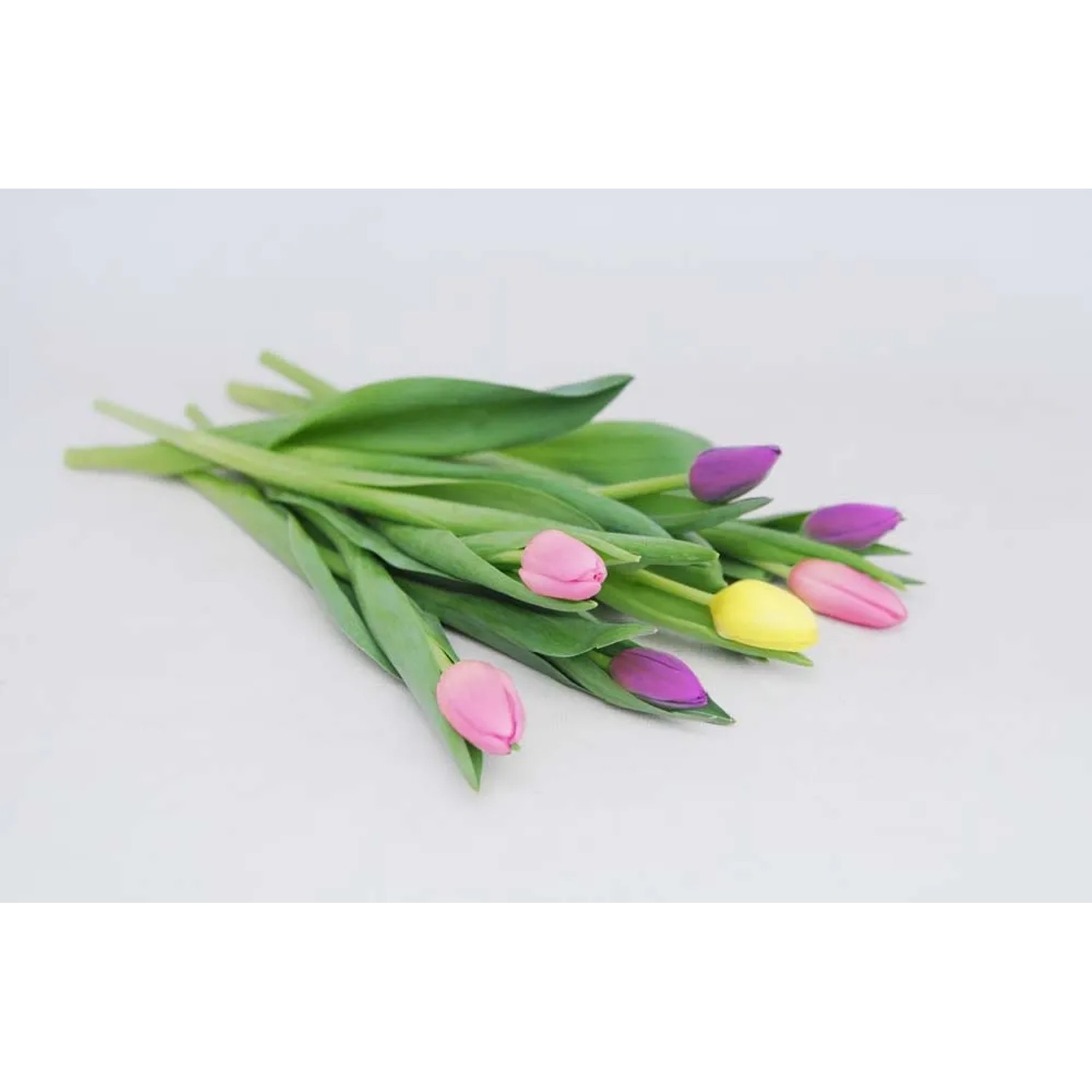 Tulipan cięty 1szt