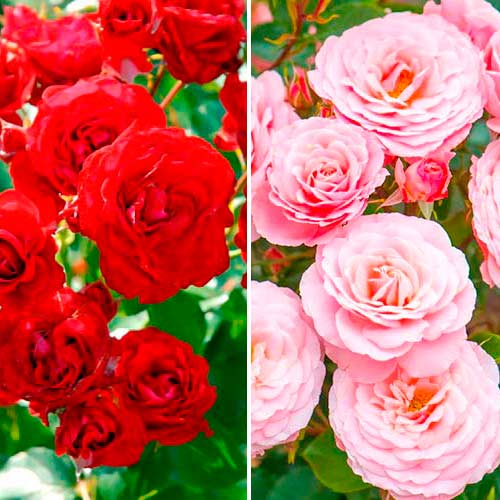 Trandafiri floribunda Duo, set de 2 soiuri - Butași: Mod de ambalare: 2 buc