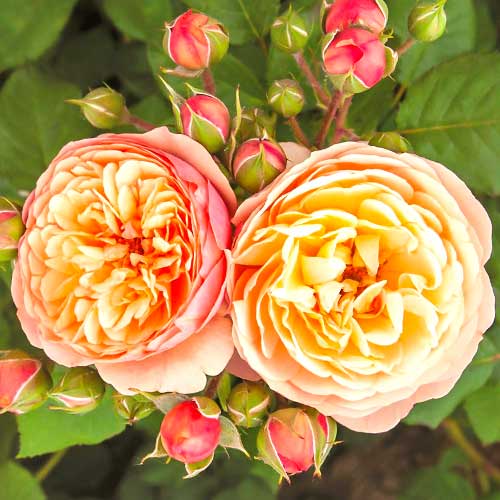 1 saz, Růže floribunda Natalija Frayla - : Monžstvo balíkov: 1 saz