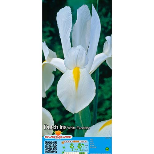10 cib, Kosatec holandský White - : Monžstvo balíkov: 10 cib