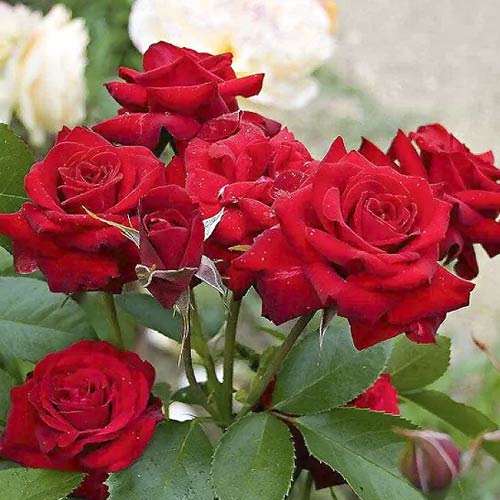 Ruža floribunda Niccolo Paganini - : Monžstvo balíkov: 1 sad