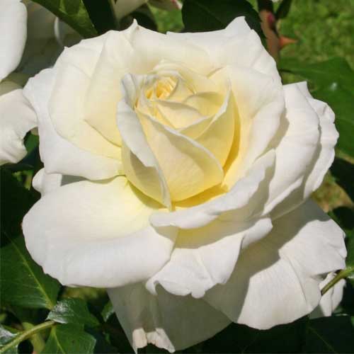 Ruža floribunda Kronprinsesse Mary , С5 - : Monžstvo balíkov: 1 sad